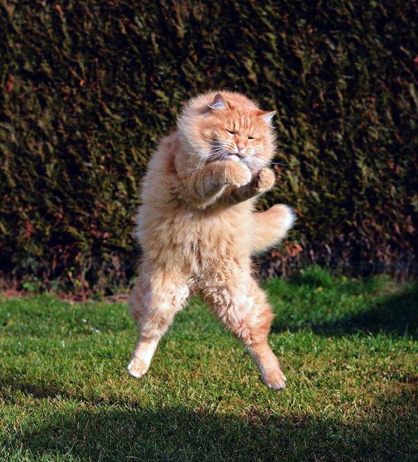 Flying Cats