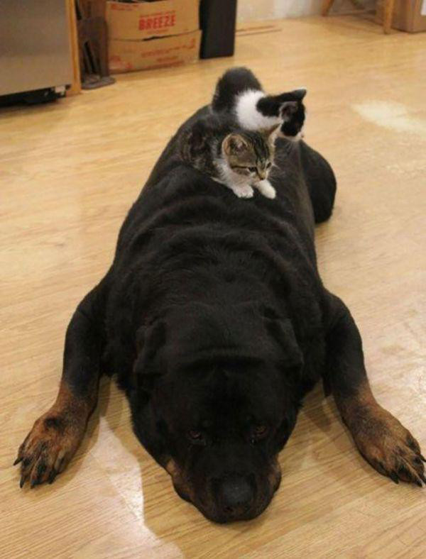 cats and dogs