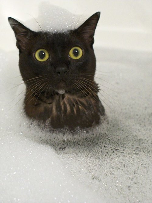 Best Cat Photos All Time (50 Photos) 41 9