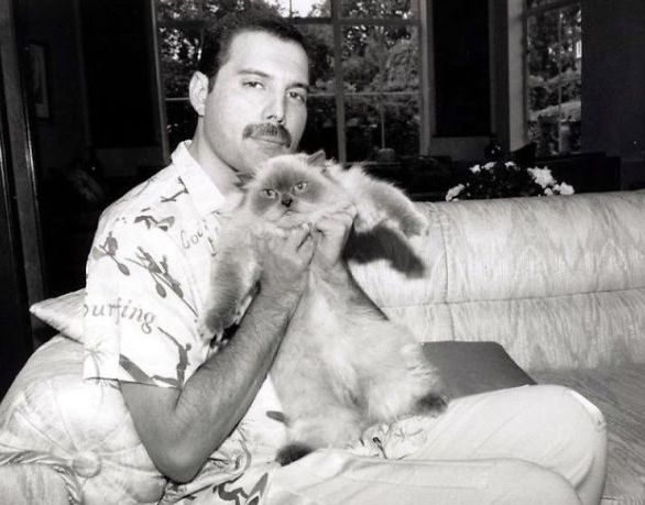 Freddie Mercury and Cats 6 Freddie Mercury and Cats
