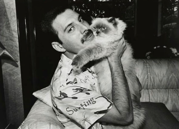 Freddie Mercury and Cats 7 Freddie Mercury and Cats