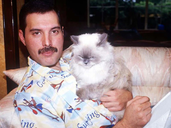 Freddie Mercury and Cats 18 Freddie Mercury and Cats