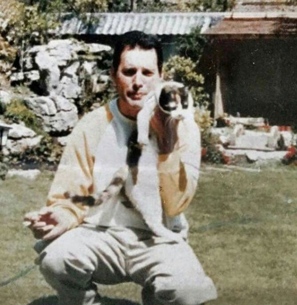 Freddie Mercury and Cats 14 Freddie Mercury and Cats