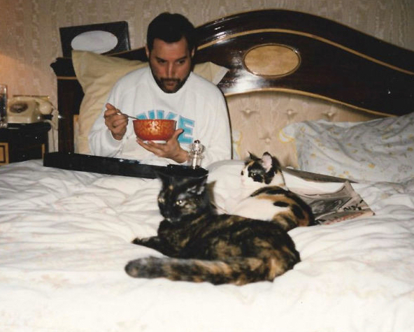 Freddie Mercury and Cats 15 Freddie Mercury and Cats