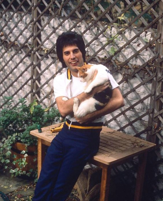 Freddie Mercury and Cats 19 Freddie Mercury and Cats