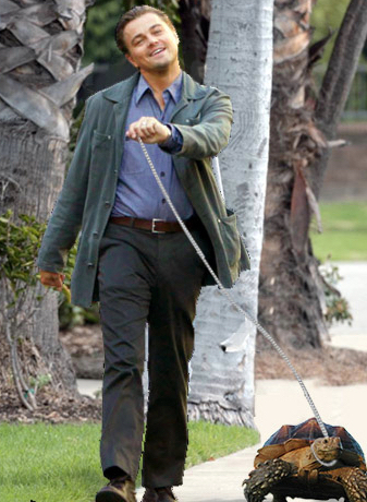 Leonardo DiCaprio Tortoise