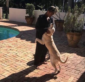 XXXTentacion dogs