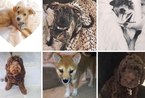 ariana grande six dogs