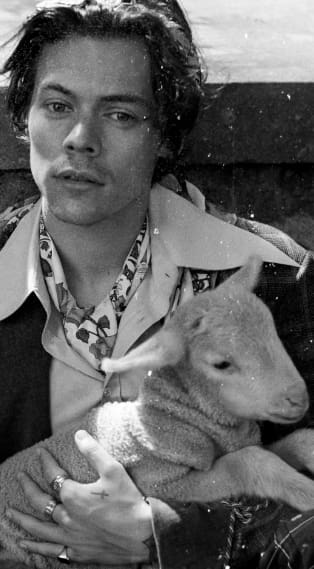 harry styles wallpaper