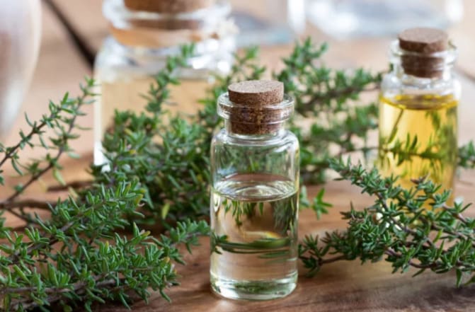 What Does Thyme Oil Do, How Is It Used, What Are the Benefits?