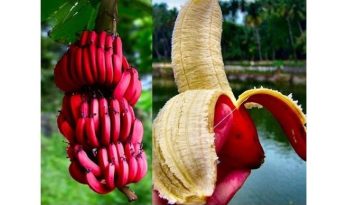 Benefits of Red Banana (What is Red Banana?)