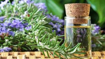 Benefits of rosemary oil to get rid of body fat