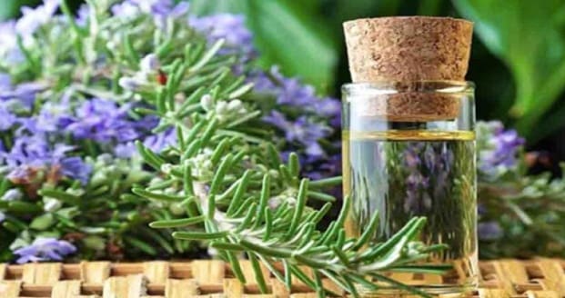 Benefits of rosemary oil to get rid of body fat