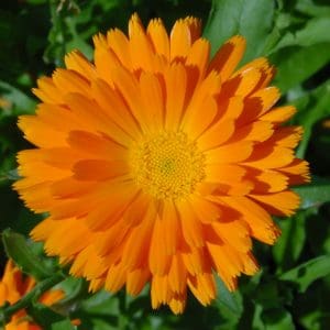 Calendula Oil Cream Narcissus Daffodil Oil Cream – Benefits and How to Make