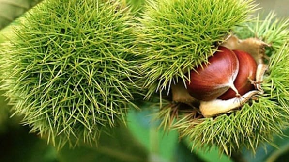 Horse Chestnut Cream’s Benefits