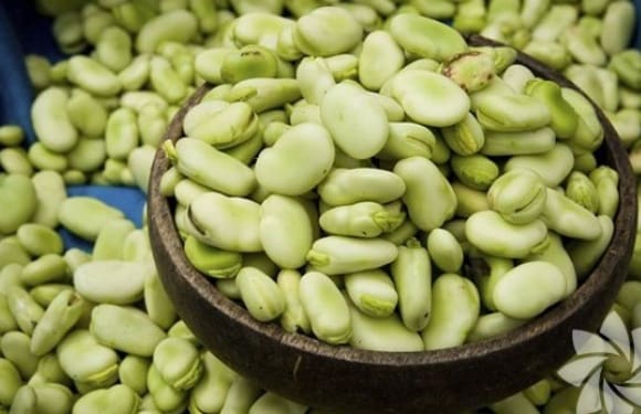 The Benefits of Broad Bean