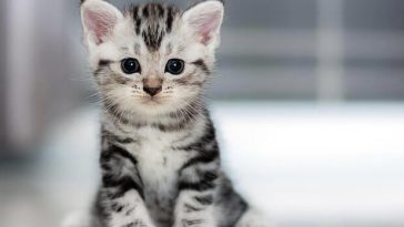 Things You Need to Do Before and After Sterilizing Your Pet
