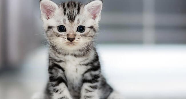 Things You Need to Do Before and After Sterilizing Your Pet