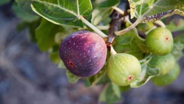 What Are the Benefits of Fig?
