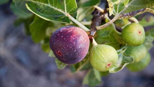 What Are the Benefits of Fig?