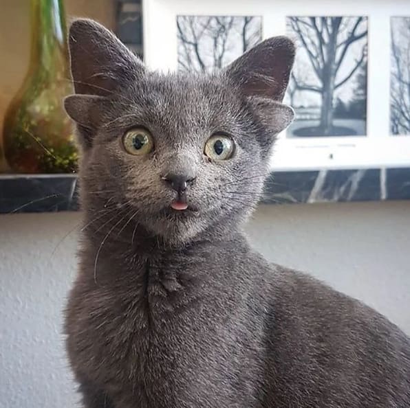 Four-Eared Ankara Cat Midas Took Over Instagram