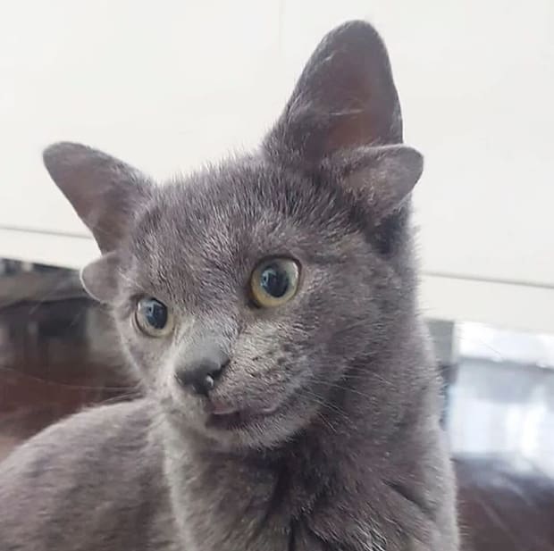 Four-Eared Ankara Cat Midas Took Over Instagram