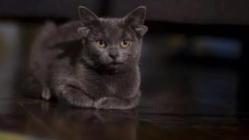 Four-Eared Ankara Cat Midas Took Over Instagram