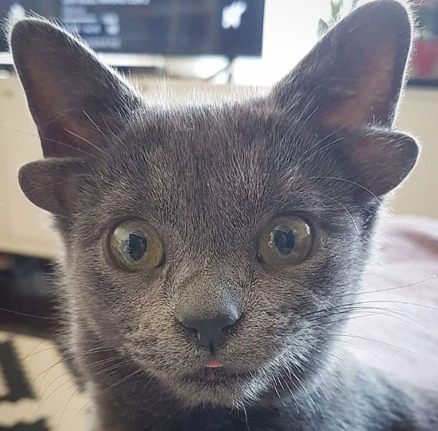 Four-Eared Ankara Cat Midas Took Over Instagram