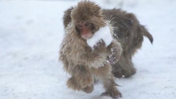 3 Young Japanese macaques make snowballs for fun.