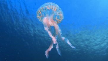 10 Most Poisonous Animals You Need to Avoid