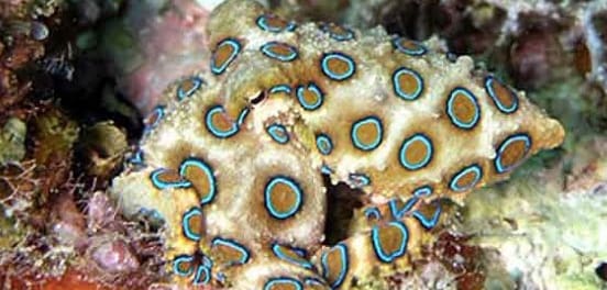 Blue ringed octopus