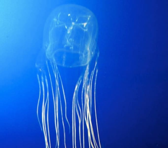Box Jellyfish