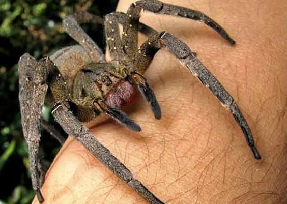 Brazilian Nomad Spider