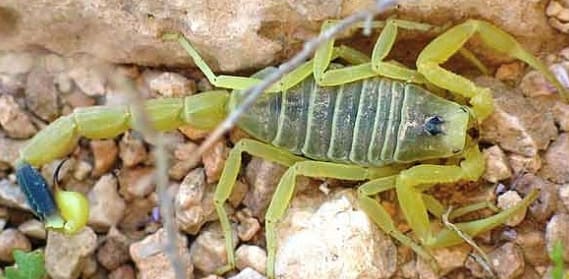 Death Tracker Scorpion