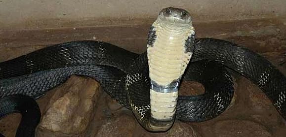 King Cobra