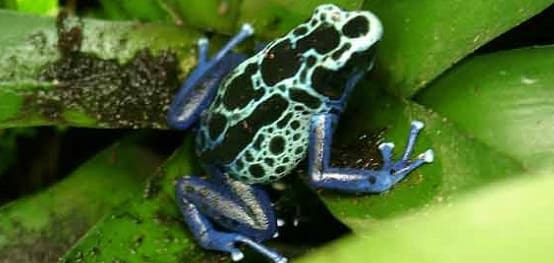 Poisonous Jumping Frog