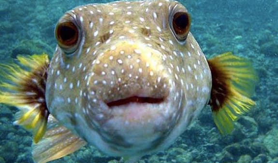 Porcupine Fish