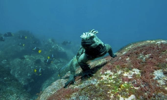 Spark of the Evolution Theory: Galapagos Islands in 17 Facts