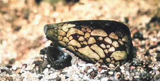 Spotted Cone Snail