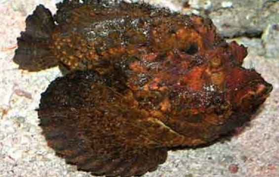 Stonefish