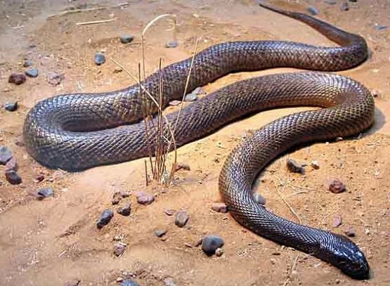 Terrestrial Taipan
