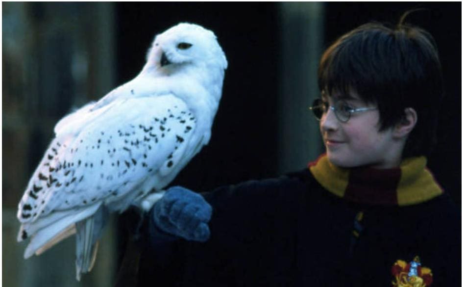 More than 250 animals were used in the filming.