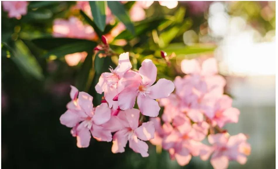 Oleander