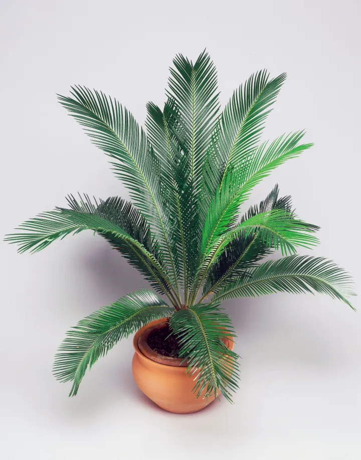 Sago Palm