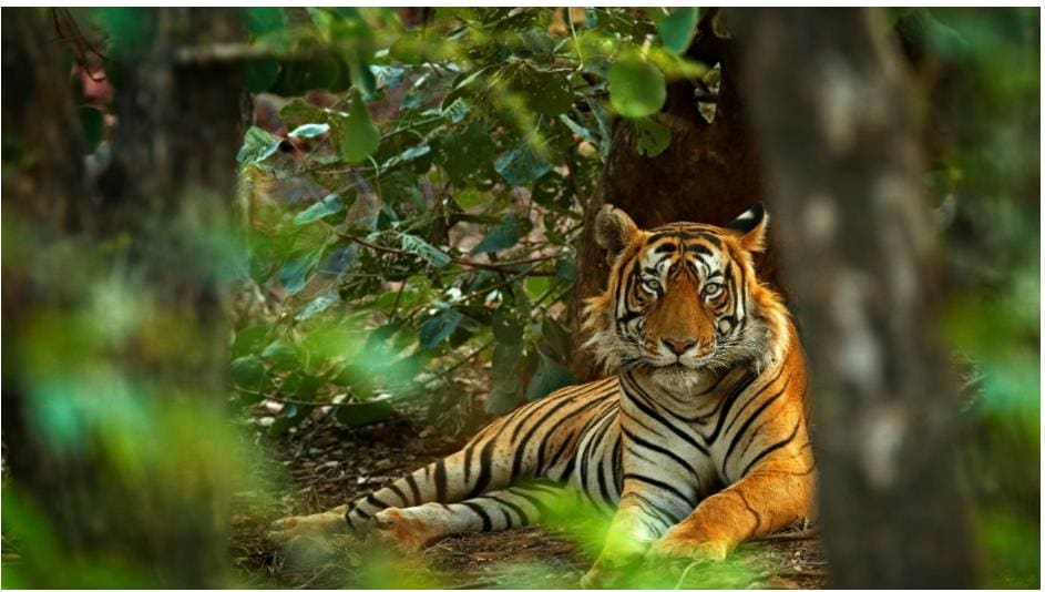 The national animal of India is the Bengal Tiger.