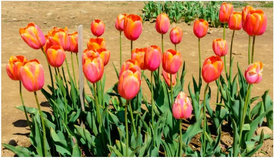 Tulip, Daffodil, Hyacinth