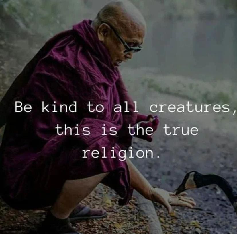 buddhism quotes

