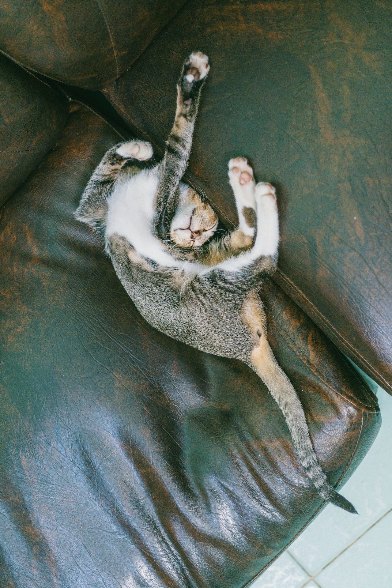 cat_pee