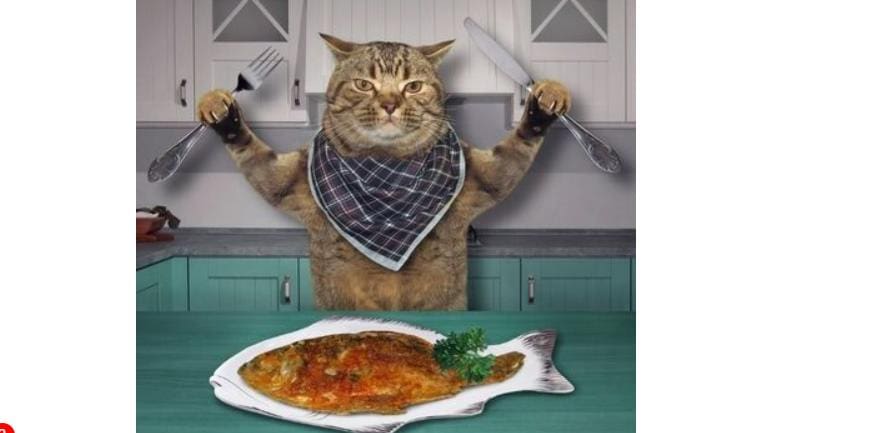 23 Foods That Many Cats Enjoy