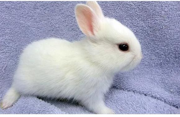 Facts About Rabbits